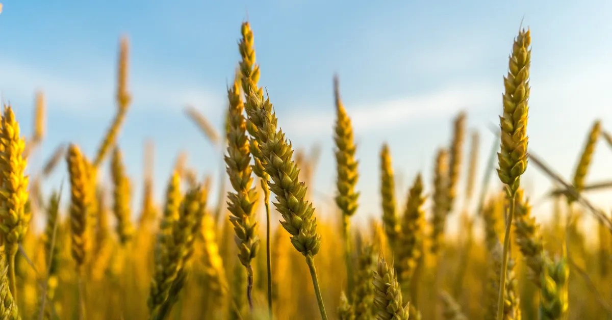 Agriculture